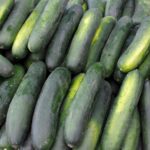 Timun Buah atau Sayur Ini Jawaban Lengkap dari Sisi Ilmiah dan Kebiasaan Sehari-hari