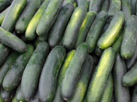 Timun Buah atau Sayur Ini Jawaban Lengkap dari Sisi Ilmiah dan Kebiasaan Sehari-hari