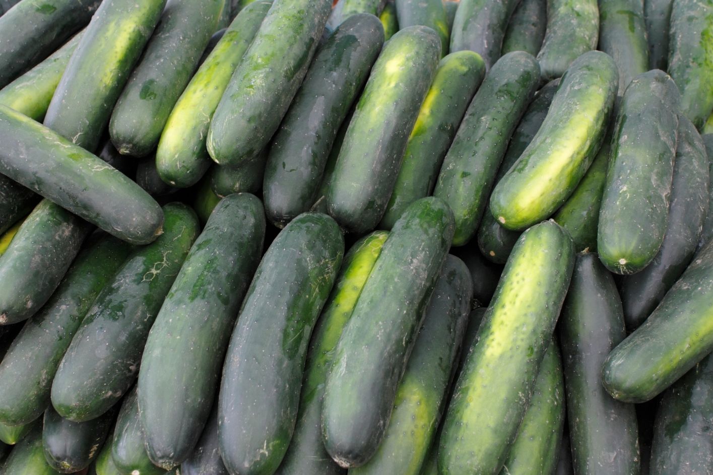 Timun Buah atau Sayur Ini Jawaban Lengkap dari Sisi Ilmiah dan Kebiasaan Sehari-hari