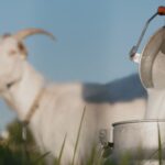 20 Manfaat Susu Kambing Etawa untuk Kesehatan Tubuh