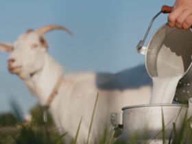 20 Manfaat Susu Kambing Etawa untuk Kesehatan Tubuh