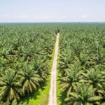 Harga CPO di Indonesia Tren Terkini, Faktor Pengaruh, dan Prediksi ke Depan