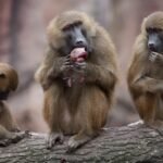 Babon: Ciri, Habitat, Perilaku, dan Perannya dalam Ekosistem