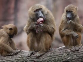 Babon: Ciri, Habitat, Perilaku, dan Perannya dalam Ekosistem