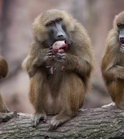 Babon: Ciri, Habitat, Perilaku, dan Perannya dalam Ekosistem