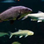 Ikan Sungai: Jenis, Manfaat, dan Peran Penting dalam Ekosistem Air Tawar