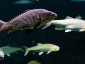 Ikan Sungai: Jenis, Manfaat, dan Peran Penting dalam Ekosistem Air Tawar