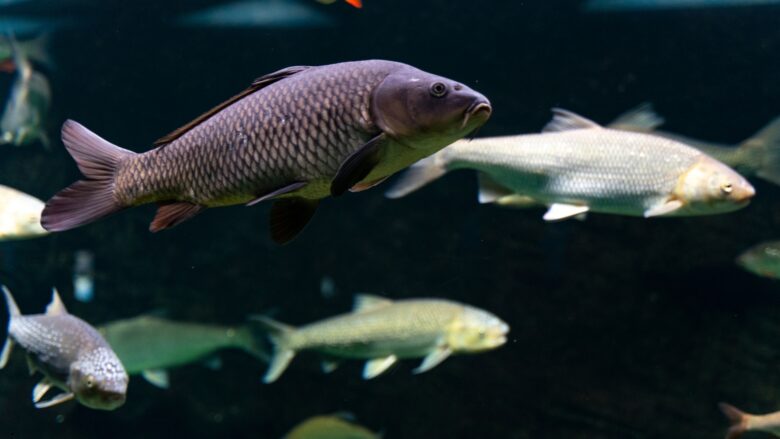 Ikan Sungai: Jenis, Manfaat, dan Peran Penting dalam Ekosistem Air Tawar