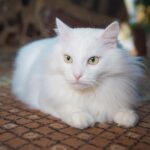 Jenis Kucing Persia: Kenali Variasi, Ciri, dan Cara Merawatnya