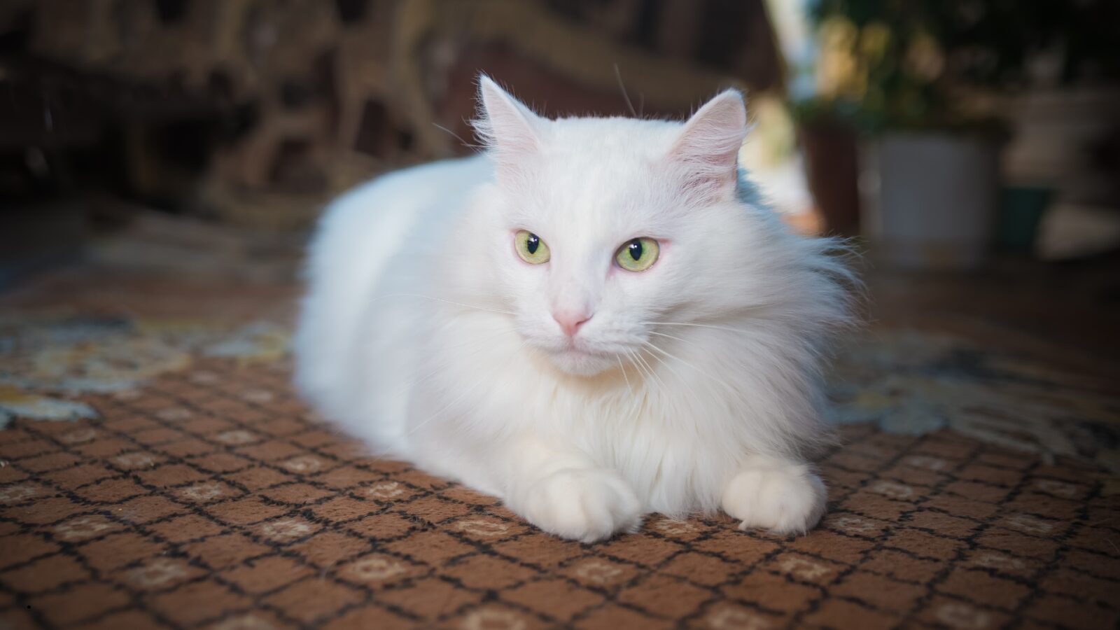 Jenis Kucing Persia: Kenali Variasi, Ciri, dan Cara Merawatnya