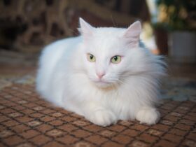 Jenis Kucing Persia: Kenali Variasi, Ciri, dan Cara Merawatnya