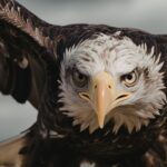 Mata Elang: Burung Pemangsa dengan Penglihatan Paling Tajam di Alam