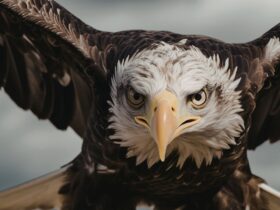 Mata Elang: Burung Pemangsa dengan Penglihatan Paling Tajam di Alam