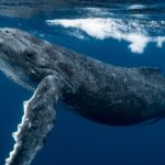 Paus Bungkuk: Fakta, Habitat, dan Peran Pentingnya di Laut Dunia