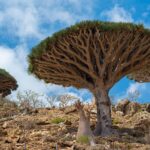 Pulau Socotra: Keajaiban Alam Unik dengan Lanskap yang Tidak Ada Duanya