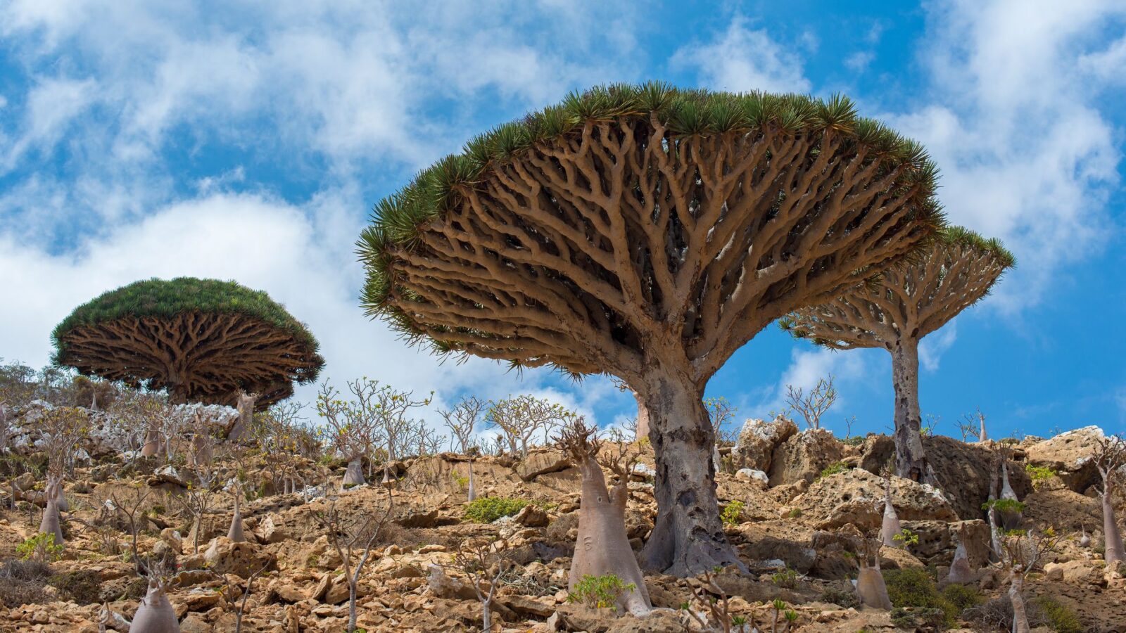 Pulau Socotra: Keajaiban Alam Unik dengan Lanskap yang Tidak Ada Duanya