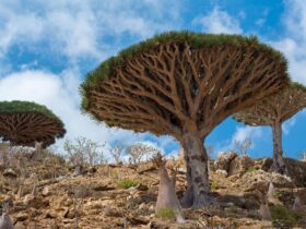Pulau Socotra: Keajaiban Alam Unik dengan Lanskap yang Tidak Ada Duanya