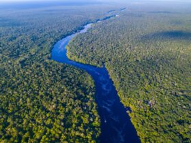 Sungai Amazon Terbesar di Dunia: Fakta, Keunikan, dan Perannya bagi Bumi