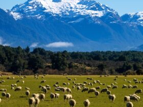 Negara Paling Selatan di Dunia: Mengapa New Zealand Disebut Negara yang Paling Selatan?