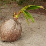 Tunas Kelapa: Manfaat, Kandungan, dan Fakta Menarik yang Jarang Diketahui