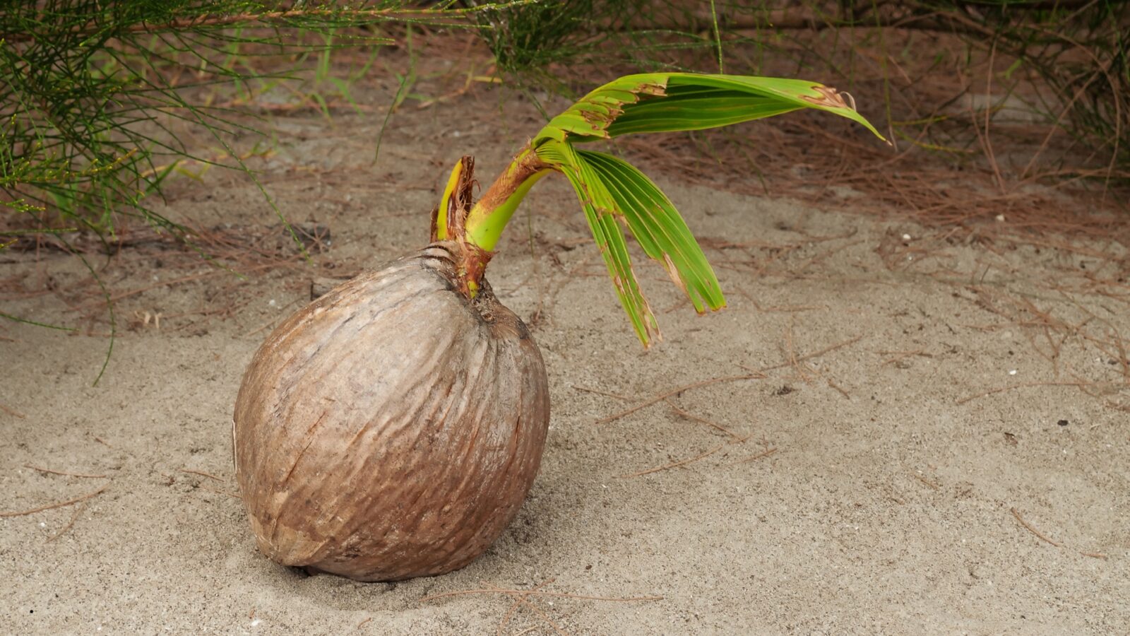 Tunas Kelapa: Manfaat, Kandungan, dan Fakta Menarik yang Jarang Diketahui