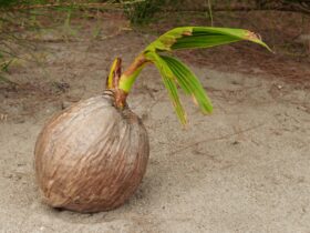 Tunas Kelapa: Manfaat, Kandungan, dan Fakta Menarik yang Jarang Diketahui