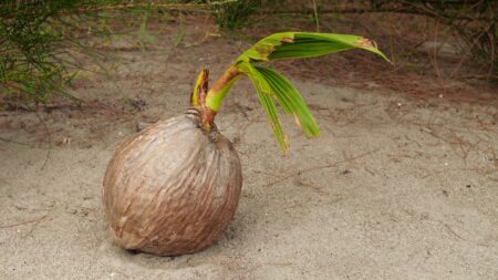 Tunas Kelapa: Manfaat, Kandungan, dan Fakta Menarik yang Jarang Diketahui