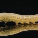 Ulat Sagu: Fakta, Dampak, dan Cara Mengelolanya dengan Tepat