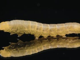 Ulat Sagu: Fakta, Dampak, dan Cara Mengelolanya dengan Tepat