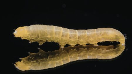 Ulat Sagu: Fakta, Dampak, dan Cara Mengelolanya dengan Tepat