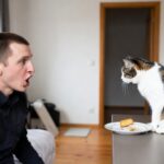 Bapak Kost Makan Kucing Fenomena Viral dan Respons Masyarakat
