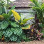 Tanaman Hias Outdoor yang Cocok untuk Halaman Rumah Indonesia