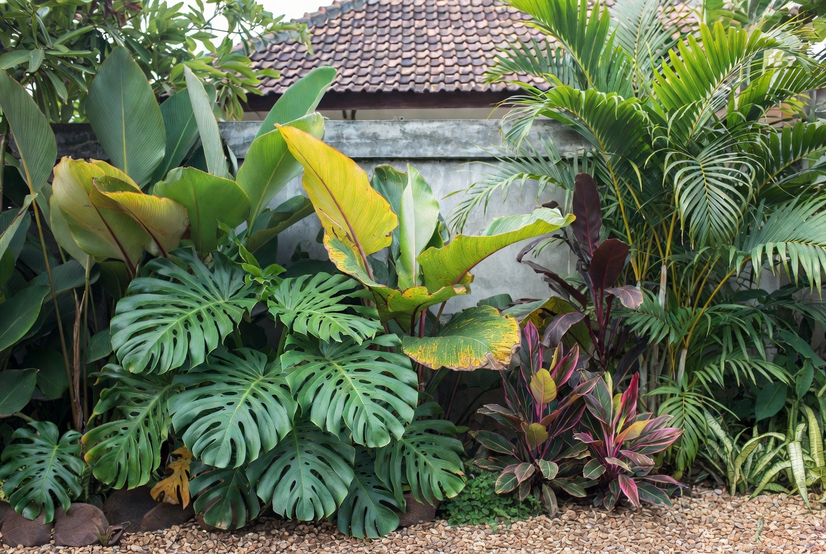 Tanaman Hias Outdoor yang Cocok untuk Halaman Rumah Indonesia