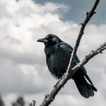 Burung Gagak Pertanda Apa menurut Kepercayaan Masyarakat
