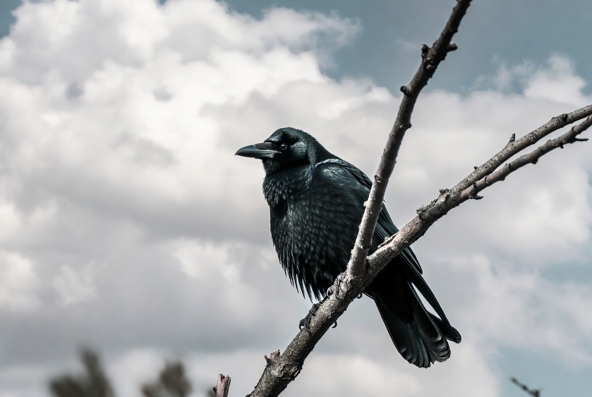 Burung Gagak Pertanda Apa menurut Kepercayaan Masyarakat